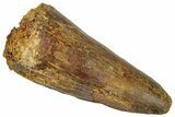 Cretaceous Fossil Crocodylomorph Tooth - Morocco #299202-1